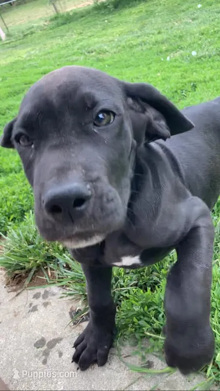 Black Male A – Great Dane puppy for sale in Winchester, VA