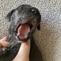 Black Male A, a male Great Dane for sale in Winchester, VA – Photo 5 of 7