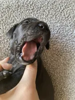 Black Male A, a male Great Dane for sale in Winchester, VA – Photo 2 of 4