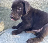 Black Male A, a male Great Dane for sale in Winchester, VA – Photo 3 of 7