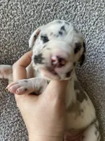 Blue Brindlequin Male, a male Great Dane for sale in Winchester, VA – Photo 2 of 4