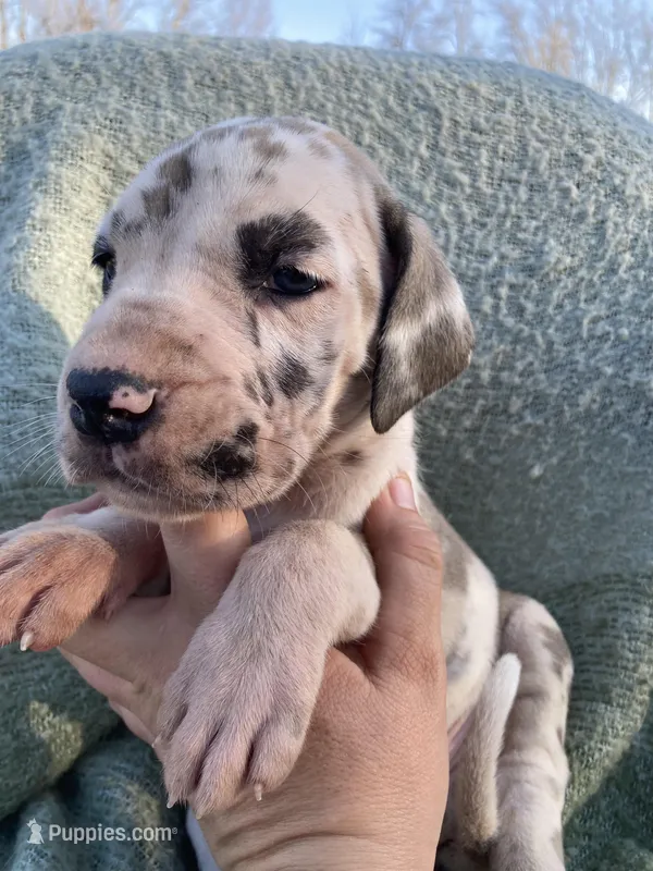 Blue Brindlequin Male – Great Dane puppy for sale in Winchester, VA