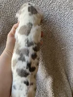 Blue Brindlequin Male, a male Great Dane for sale in Winchester, VA – Photo 4 of 4