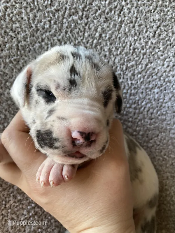 Blue Brindlequin Male, a male Great Dane for sale in Winchester, VA – Photo 1 of 4