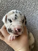 Blue Brindlequin Male, a male Great Dane for sale in Winchester, VA – Photo 1 of 4