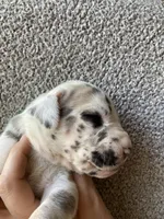 Blue Brindlequin Male, a male Great Dane for sale in Winchester, VA – Photo 3 of 4