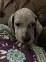 Rainbow Female, a female Great Dane for sale in Winchester, VA – Photo 1 of 3