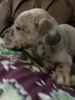 Rainbow Female, a female Great Dane for sale in Winchester, VA – Photo 3 of 3