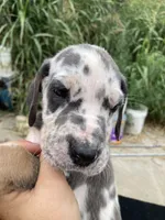 Tan Point Blue Harlequin Male, a male Great Dane for sale in Winchester, VA – 2 of 3