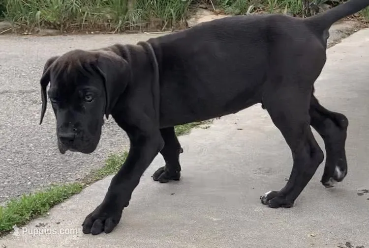 Black Male C – Great Dane puppy for sale in Winchester, VA