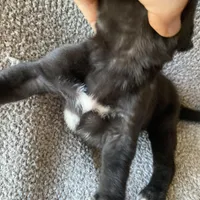 Black Male C, a male Great Dane for sale in Winchester, VA – Photo 5 of 7