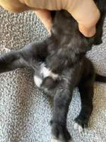 Black Male C, a male Great Dane for sale in Winchester, VA – Photo 2 of 4