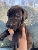 Black Male C, a male Great Dane for sale in Winchester, VA – Photo 1 of 7