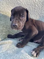 Black Male C, a male Great Dane for sale in Winchester, VA – Photo 2 of 7