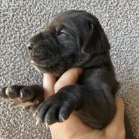 Black Male C, a male Great Dane for sale in Winchester, VA – Photo 7 of 7