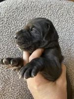 Black Male C, a male Great Dane for sale in Winchester, VA – Photo 3 of 4