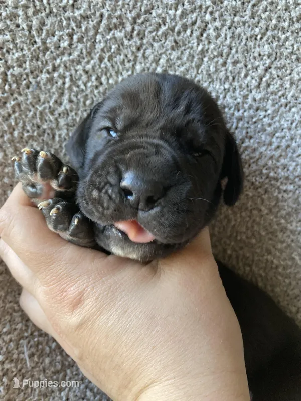 Black Male C, a male Great Dane for sale in Winchester, VA – Photo 1 of 4