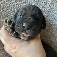 Black Male C, a male Great Dane for sale in Winchester, VA – Photo 4 of 7