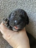 Black Male C, a male Great Dane for sale in Winchester, VA – Photo 1 of 4