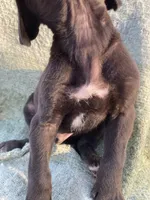 Black Male C, a male Great Dane for sale in Winchester, VA – Photo 3 of 7