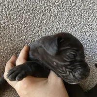 Black Male C, a male Great Dane for sale in Winchester, VA – Photo 6 of 7