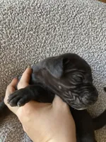 Black Male C, a male Great Dane for sale in Winchester, VA – Photo 4 of 4