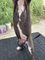 Blanketed Harlequin Female, a female Great Dane for sale in Winchester, VA – 3 of 3