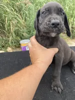 Black Female A, a female Great Dane for sale in Winchester, VA – 2 of 3