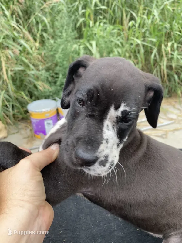 Blanketed Harlequin Female – Great Dane puppy for sale in Winchester, VA