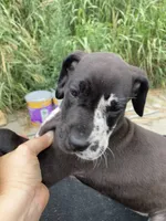 Blanketed Harlequin Female, a female Great Dane for sale in Winchester, VA – 1 of 3