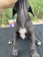 Black Female A, a female Great Dane for sale in Winchester, VA – 3 of 3