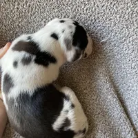 Harlequin Female, a female Great Dane for sale in Winchester, VA – Photo 7 of 7