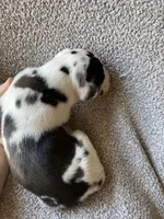 Harlequin Female, a female Great Dane for sale in Winchester, VA – Photo 4 of 4