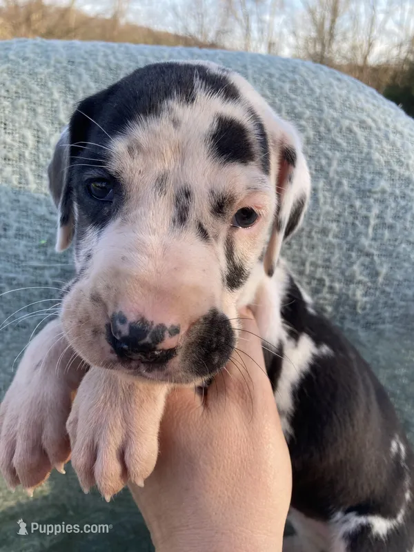 Harlequin Female – Great Dane puppy for sale in Winchester, VA