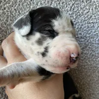 Harlequin Female, a female Great Dane for sale in Winchester, VA – Photo 5 of 7