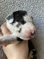 Harlequin Female, a female Great Dane for sale in Winchester, VA – Photo 2 of 4