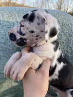Harlequin Female, a female Great Dane for sale in Winchester, VA – Photo 2 of 7