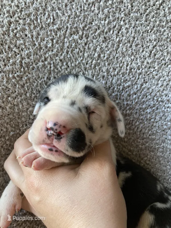 Harlequin Female, a female Great Dane for sale in Winchester, VA – Photo 1 of 4