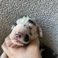 Harlequin Female, a female Great Dane for sale in Winchester, VA – Photo 4 of 7