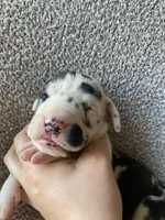 Harlequin Female, a female Great Dane for sale in Winchester, VA – Photo 1 of 4