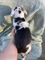 Harlequin Female, a female Great Dane for sale in Winchester, VA – Photo 3 of 7