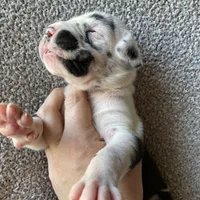 Harlequin Female, a female Great Dane for sale in Winchester, VA – Photo 6 of 7