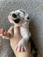 Harlequin Female, a female Great Dane for sale in Winchester, VA – Photo 3 of 4