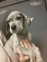Blue Merle Male, a male Great Dane for sale in Winchester, VA – 1 of 1