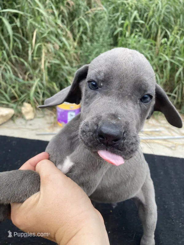 Blue Male – Great Dane puppy for sale in Winchester, VA
