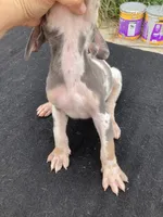 Tan Point Blue Harlequin Male, a male Great Dane for sale in Winchester, VA – 3 of 3