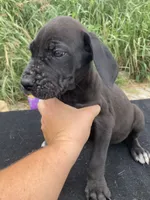 Black Female A, a female Great Dane for sale in Winchester, VA – 1 of 3