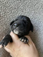 Black Male D, a female Great Dane for sale in Winchester, VA – Photo 2 of 4