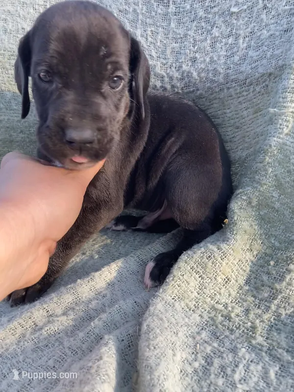 Black Male D – Great Dane puppy for sale in Winchester, VA