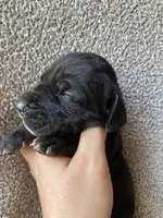 Black Male D, a female Great Dane for sale in Winchester, VA – Photo 4 of 4